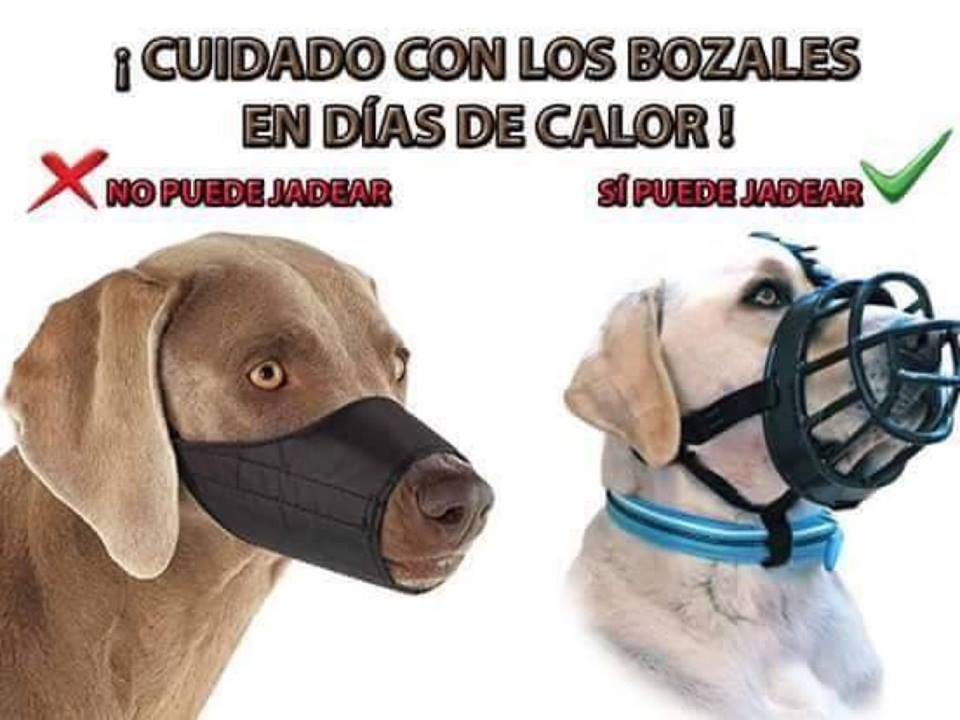 Bozal Canastilla En Silicona Duro